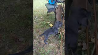 Catahoula Cur Puppies Videos
