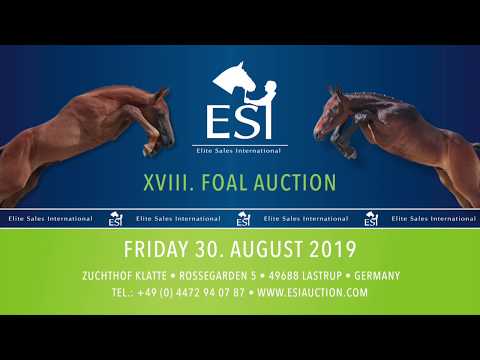 078. "Colman´s Angel" darkbay filly by Colman x Cornet Obolensky x Atego  www.esiauction.com