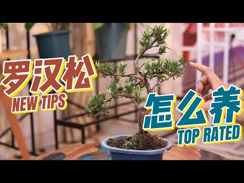 新手怎么养罗汉松？园艺师教你，罗汉松的详细养护技巧