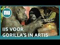 Gorilla's in ARTIS krijgen ijskoude snack | NU.nl