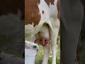 milking 🥛 #animals #nature #cow