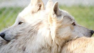 preview picture of video 'Wolf Socialization at the Conservators Center'