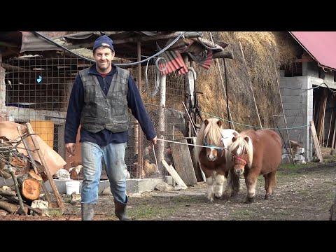 Caii si poneii lui Cristi de la Orman, Cluj - 2020 Nou!!!