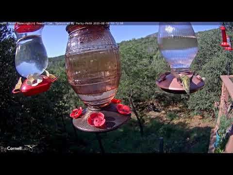 Male Lucifer Hummingbird Drops In For Morning Feeding In West Texas – Aug. 19, 2020