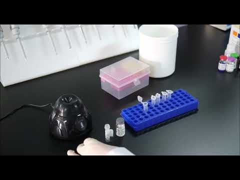 BT LAB OneStep ELISA protocol