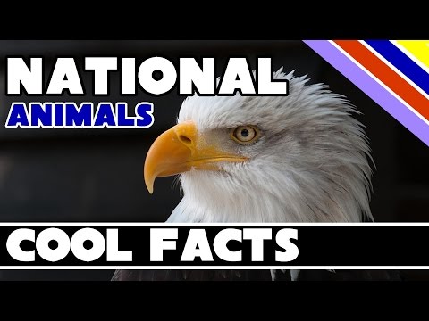 20 National Animals - Cool