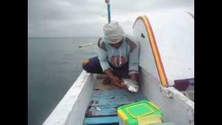 preview picture of video 'Straight Ikan Ekor Kuning yang Uniik'