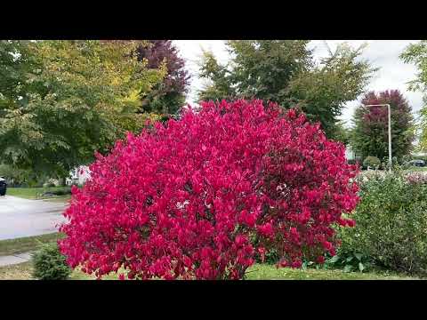 Fall Colors Madison, WI