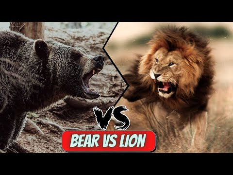 African Lion vs Grizzly Bear - Who Would Win in a Fight?