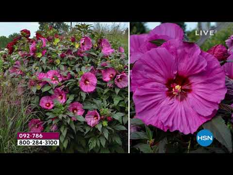 HSN | Shannon's In The House! 03.05.2021 - 07 PM