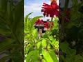 Tere Bin Sanu Soniya Song Status ‍ ️‍ Rabbi Shergill Song Shorts Terebin Trending Shorts