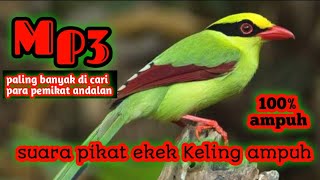 Download lagu suara pikat ekek Keling ribut 100% ampuh //paling banyak di cari para pemikat andalan.. mp3 Download lagu suara pikat ekek Keling ribut 100% ampuh //paling banyak di cari para pemikat andalan.. mp3