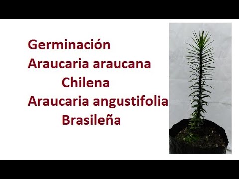 , title : 'Germinación Araucaria Araucana (Pewén) y Angustifolia (Brasileña) - Anum'