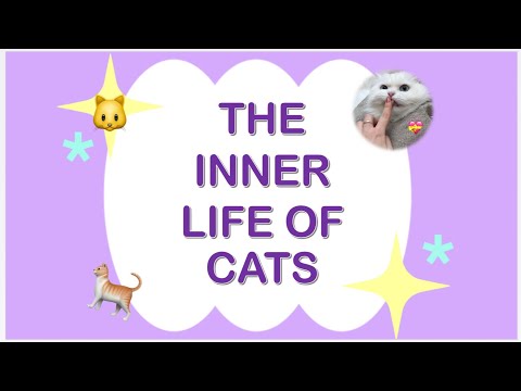 The inner life of cats