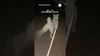 主の方だけ念入りにやる犬｜PECO