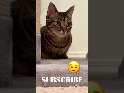 Here’s Looking at You Kid