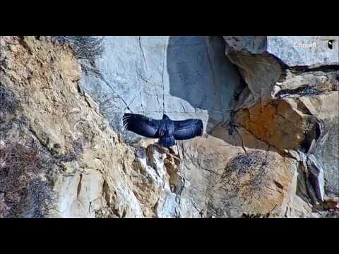 Condor chick stretches & displays wing span     09 15   Video 2018 10 06 122936