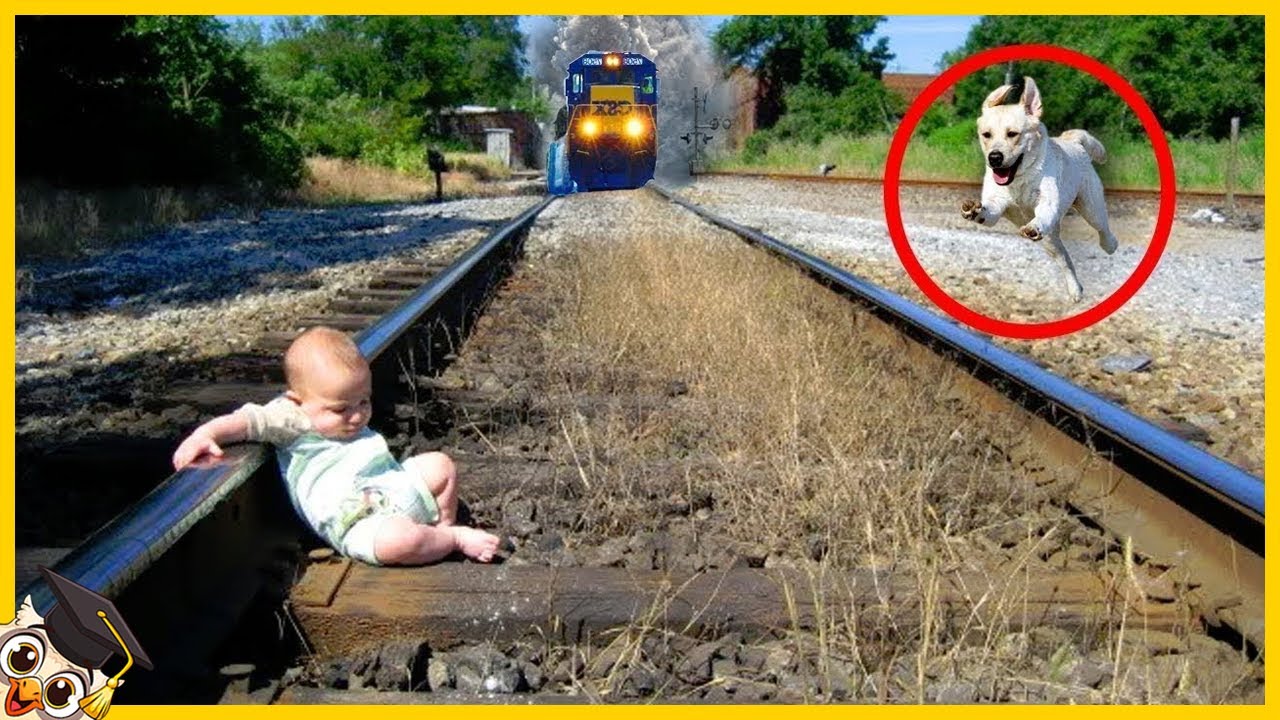 10 Heldhaftige Honden Die Mensen Hebben Gered Op Camera