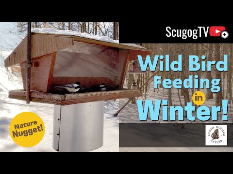 Feeding Winter Birds in Ontario with North Durham Nature