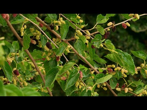 بەڤیدیۆ.. لە گوندێکی قەرەداغ داری توو هەیە تەمەنی ٢٠٠ ساڵە