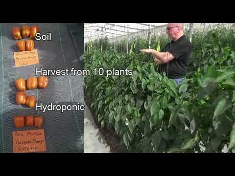 Update on soil versus hydroponic trials for bell peppers and tomatoes, Cravo Demonstration Center Me
