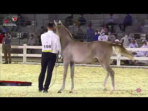N.198 A. L. R. TAHADY - UAE National Championship 2020 - Yearling Colts (Class 7A)