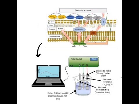 Video Hibah Dikti 2024 Halofilik MFC