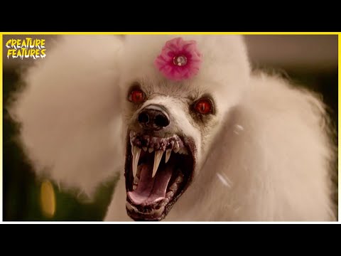 The Vampire Poodle