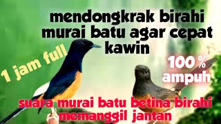 Download lagu suara murai batu betina birahi memanggil jantan|| mendongkrak birahi murai batu agar cepat kawin mp3