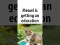 Meowl