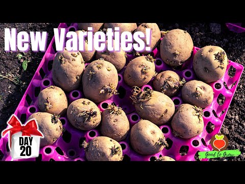 New Year, New SEED Potato varieties! WOOD PRAIRIE FARM - and it's DAY 20 of our 31 days of giving