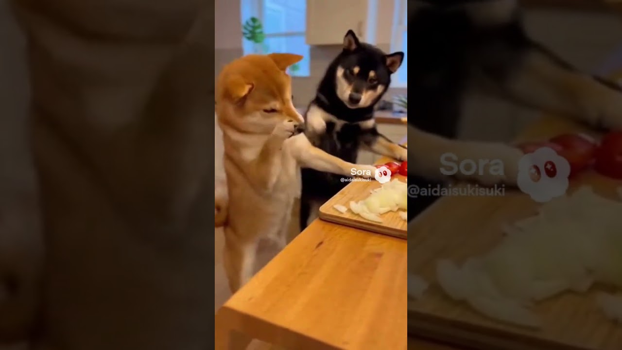 わんこ料理🍳🐶　Dog Cooking#dog #cute #kawaii #funny #cooking #chef #aivideo #pet #shorts #baby #kawaii