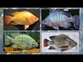 INILAH JENIS JENIS IKAN NILA YANG CEPAT BESAR