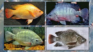 Download lagu INILAH JENIS-JENIS IKAN NILA YANG CEPAT BESAR mp3