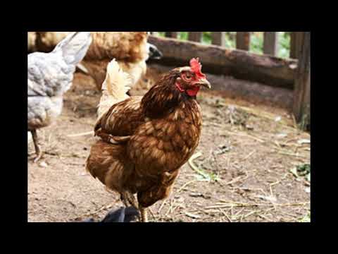 Qualzucht?! Warum man meiner Meinung nach keine Legehybriden halten sollte