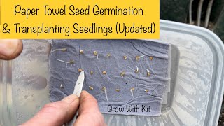Paper Towel Seed Germination: A Step-by-Step Tutorial