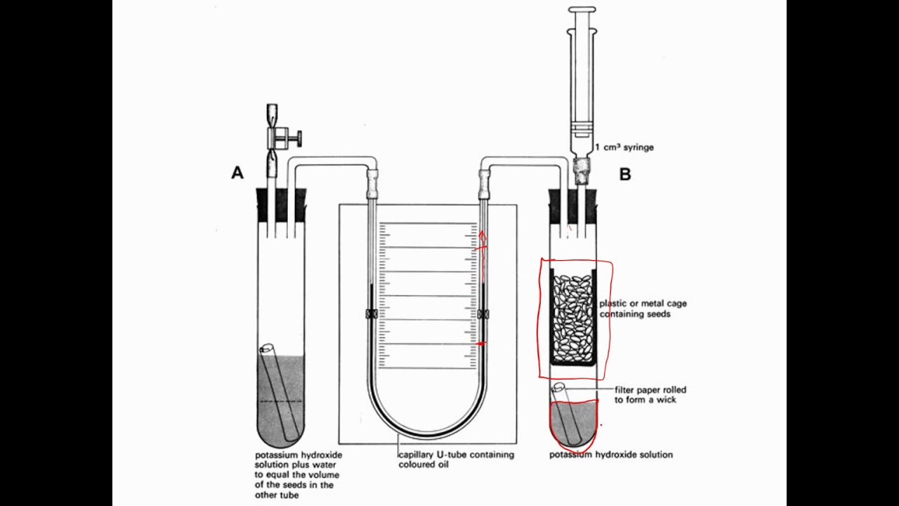 What did the respirometer measure in this experiment? Tipseri