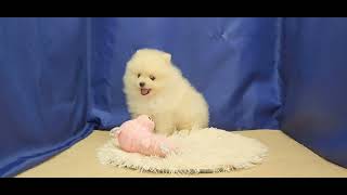 ポメラニアンの動画01