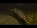 Xiphophorus Clemenciae Feb 2017
