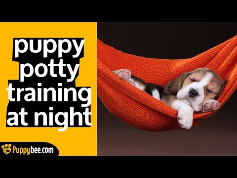 YouTube video about: What time to take dog out at night?