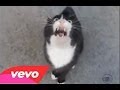 Cat sings the song: "I will always love you ...