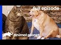 Flabby Tabby and Chunky Chihuahua | My Big Fat Pet Makeover (Full Episode)
