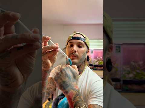 Medicating DEADLY BLUE VIPER 🔥