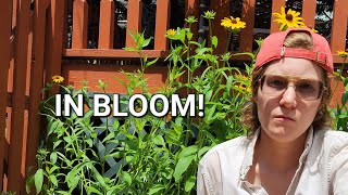 New Garden | WILDFLOWERS