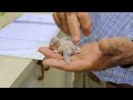 How to put a ring (leg band) on a bird -budgie, parakeet, parrot, finch, canary