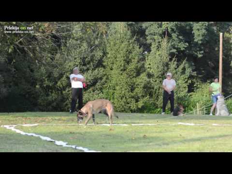 Praktičen prikaz šolanja psov na Sp. Kamenščaku