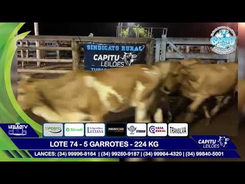 LOTE 74   5 GARROTES   224 KG - 8º LEILÃO CAPITU LEILÕES - TUPACIGUARA MG