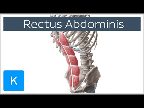 Rectus Abdominis Muscle Overview - Anatomy | Kenhub