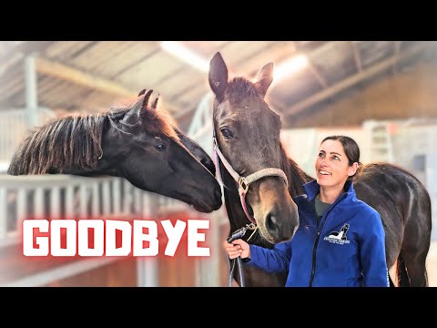 Goodbye and thank you for Belle Uniek | Coralle is leaving the herd😢 | Friesian Horses
