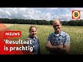 Boeren veranderen maisvelden in bloemenweides | Omroep Brabant